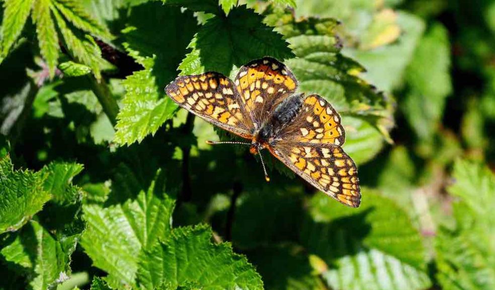 Joy as endangered butterfly returns to North Devon after restoration work on rare grassland